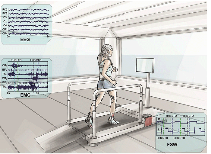 Mobil Brain/Body Imaging setup with EEG, EMG and gait phases synchronized and recorded during treadmill walking
