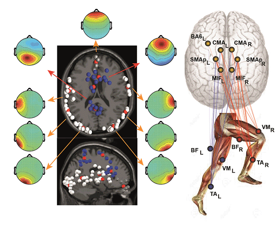 Scalp map and localization of sources; Brain-to-Muscle connectivity lines during walking