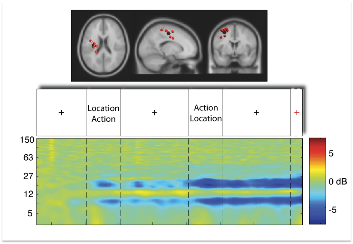 MoBI Left  Motor Cortex 1